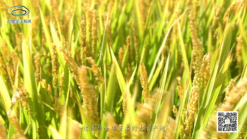 金灃米業(yè)_Moment3.jpg