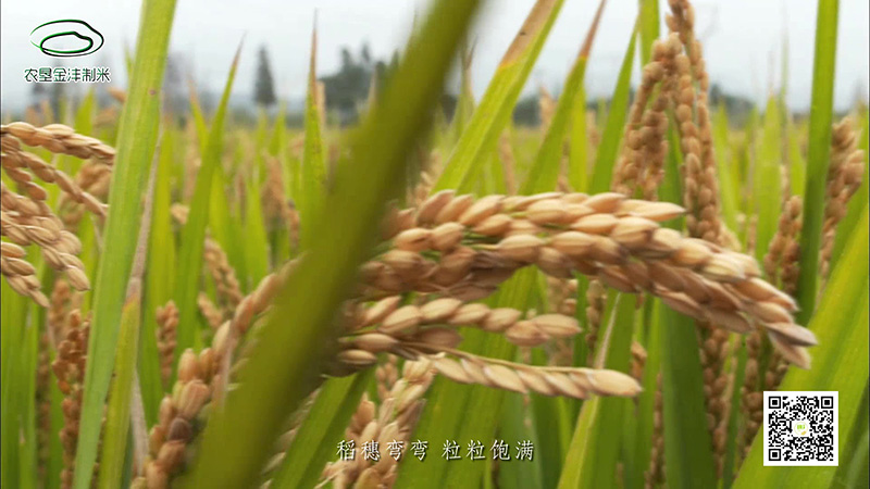 金灃米業(yè)_Moment7.jpg